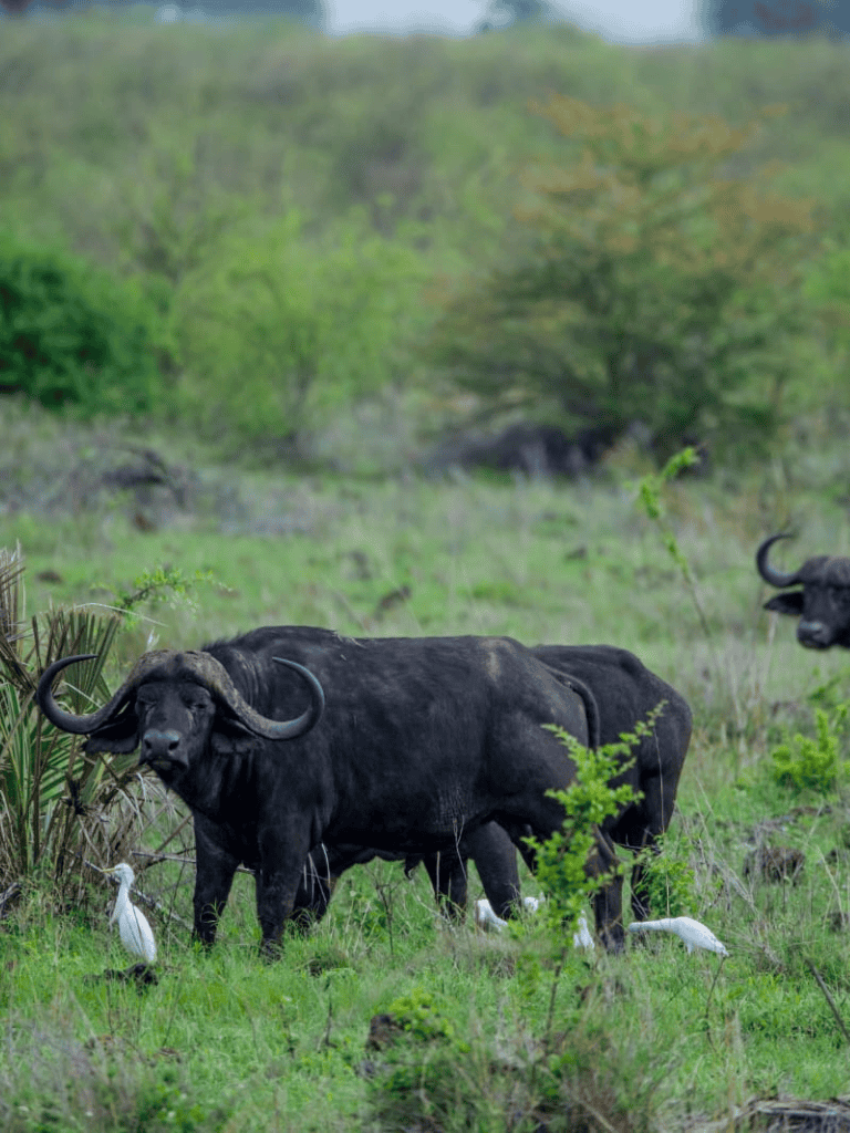 1. Buffalo grazing in lush green savannah with birds flying nearby, African wildlife, nature reserve.