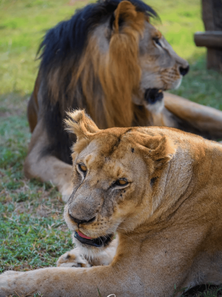 Lion and lioness resting on grass at a wildlife sanctuary, showcasing majestic African wildlife and animals.