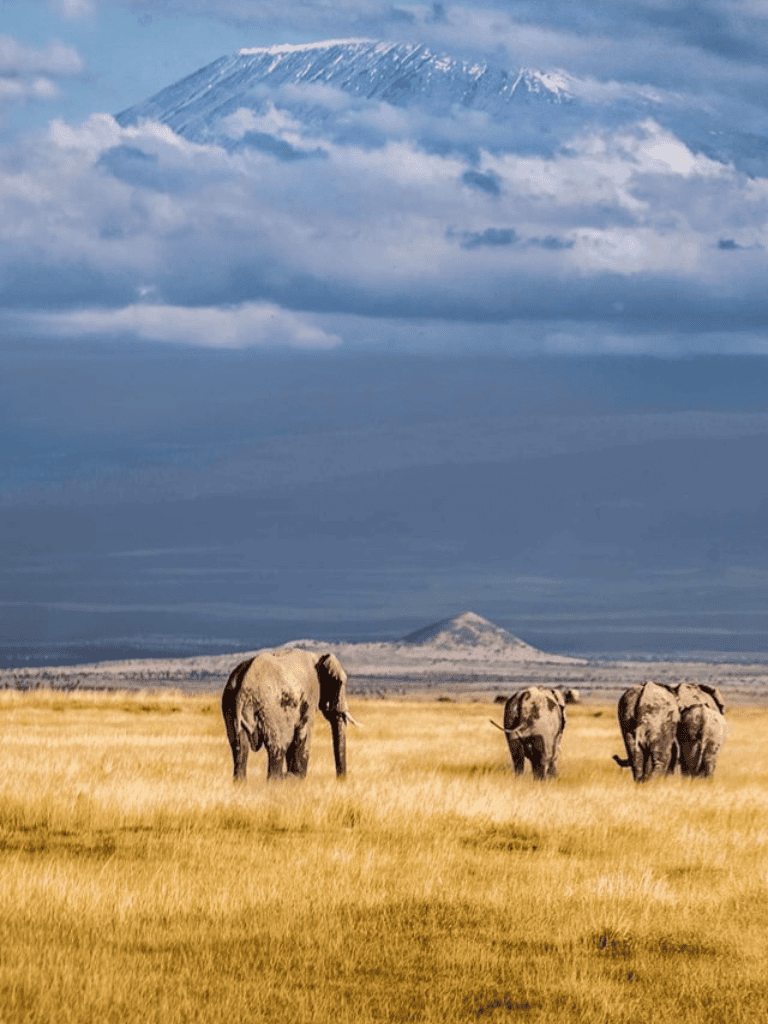 Majestic elephants in a grassland with Mount Kilimanjaro in the background, showcasing African wildlife and scenic landscapes.