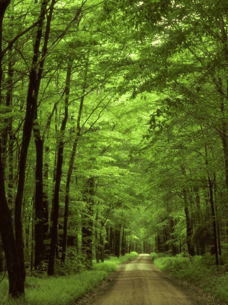 Lush green forest with a narrow dirt road for outdoor exploration and nature adventures.