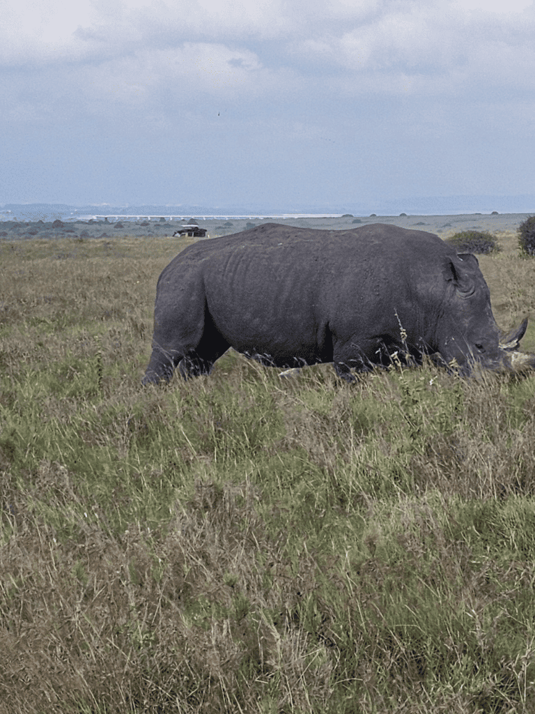 Giant elephant grazing in open grassland, wildlife safari, African nature scene.
