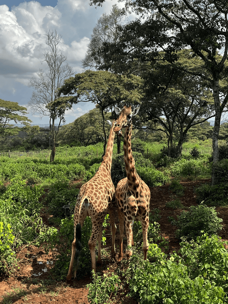 Giraffes in lush green savannah landscape with trees and blue sky.
