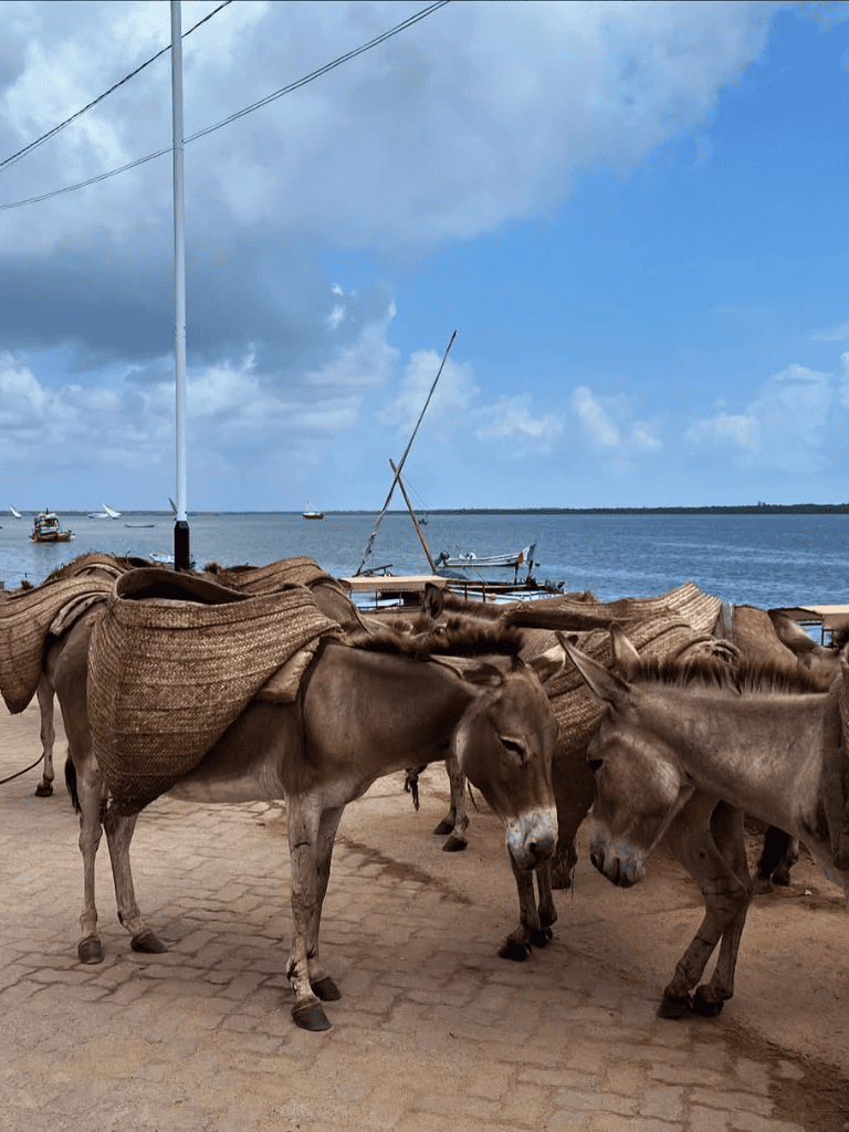 Donkeys carrying loads by the waterfront, scenic harbor view, and boats at sea in the background.