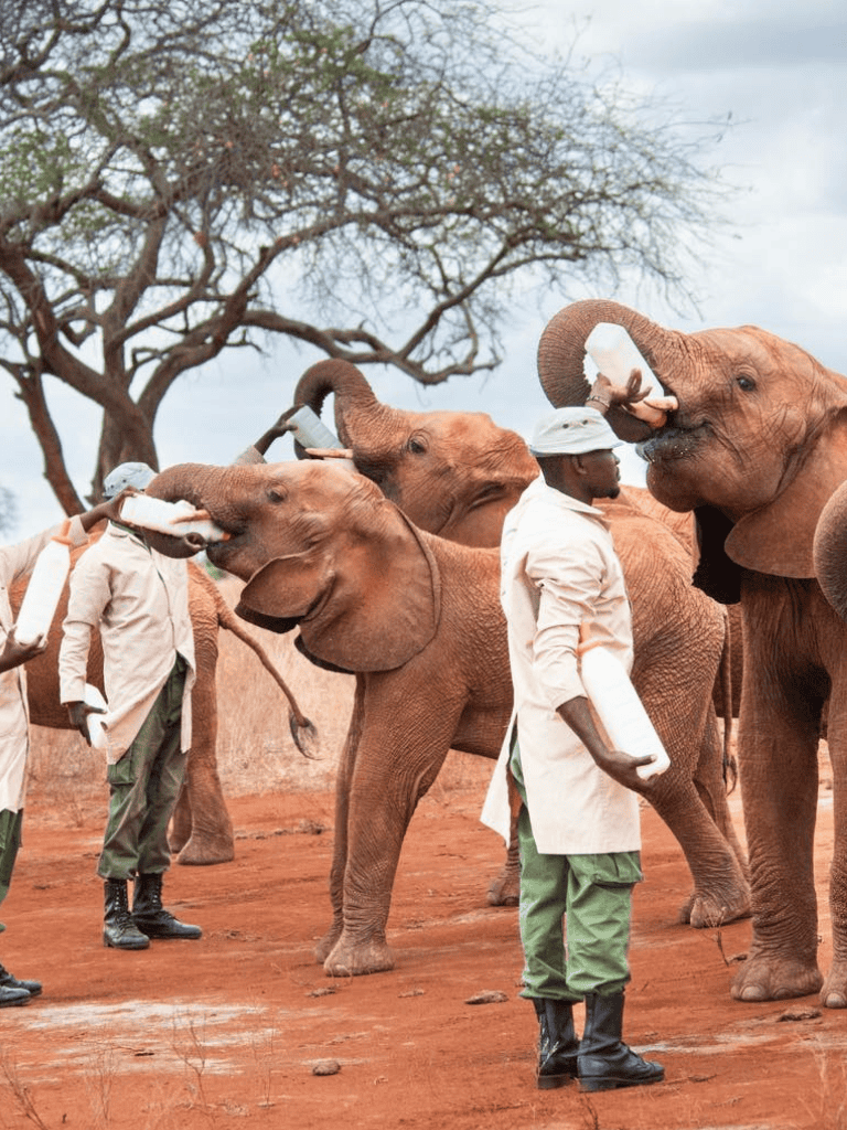 Elephants being fed by staff in a wildlife reserve or sanctuary, showcasing conservation efforts and animal care.