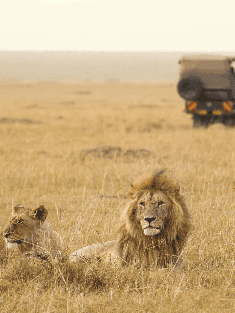 Lions resting in the grassland with safari vehicle in background in Africa.