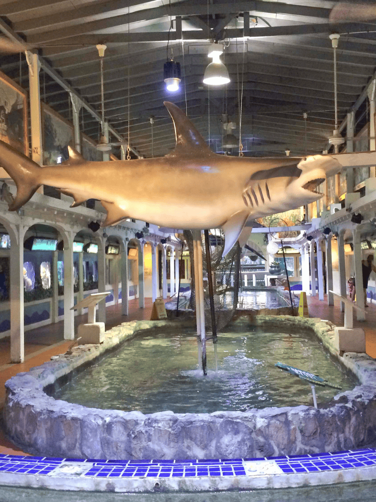 Shark model displayed in indoor aquarium attraction, part of Quest for Directions exhibit.