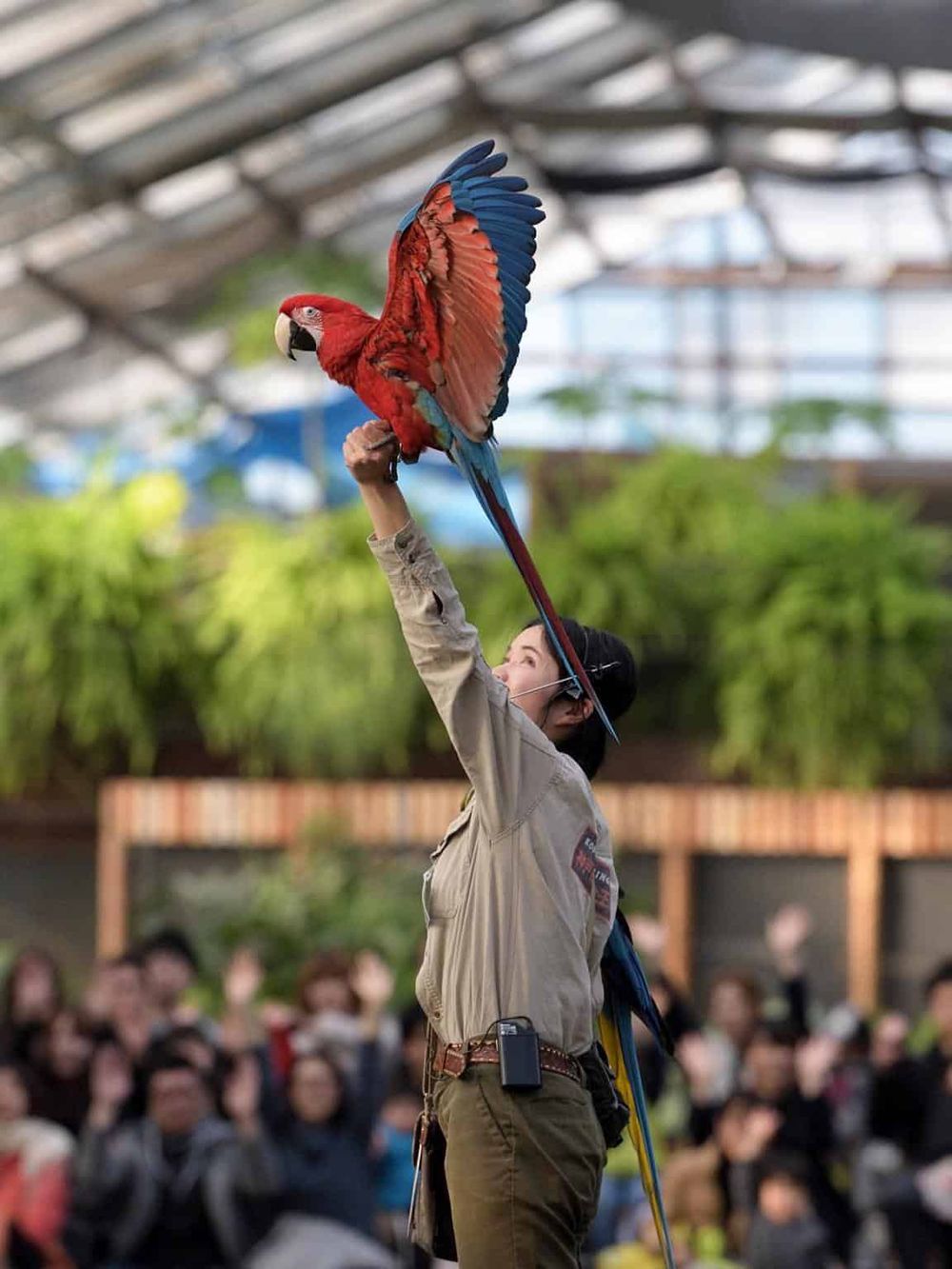 Colorful macaw bird demonstration at a zoo or wildlife park with audience watching.
