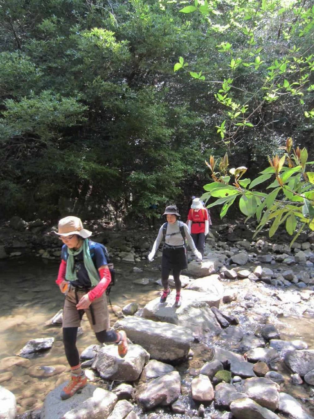 Light hiking group crossing rocky stream in lush forest - outdoor adventure and nature exploration.