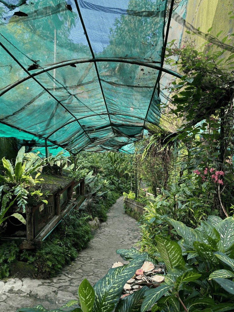Plants on a botanical garden pathway with shade cover.
