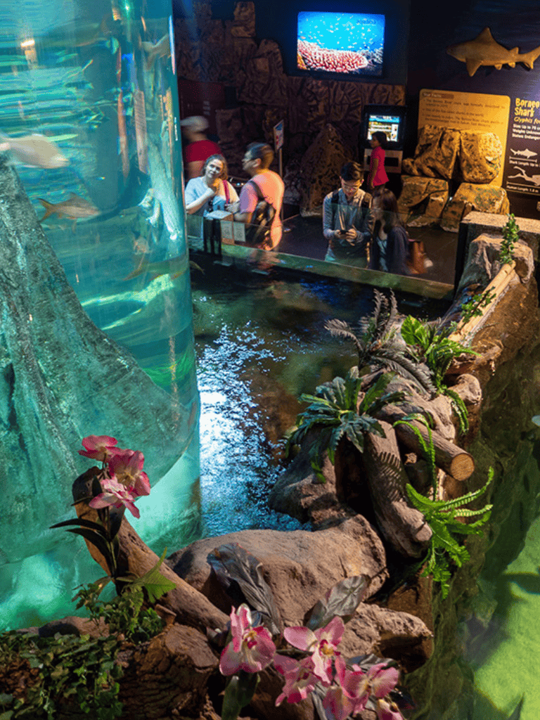 Aquarium exhibit with tropical fish, rocks, and plants, visitors exploring underwater-themed attractions.