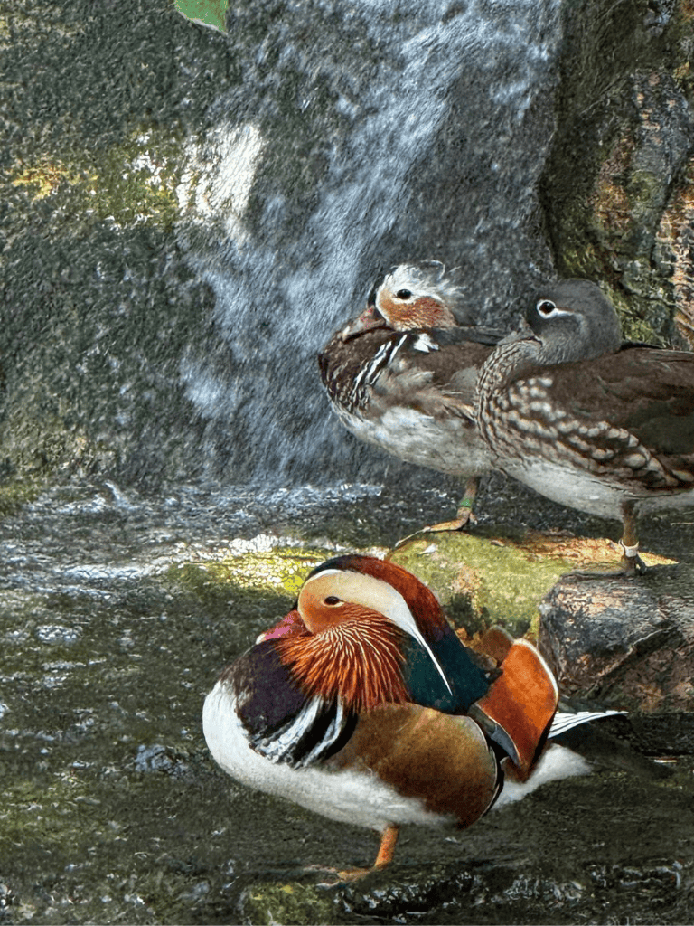 Quackbill ducks resting by waterfall, wildlife photography, natural water habitat, peaceful bird scene.