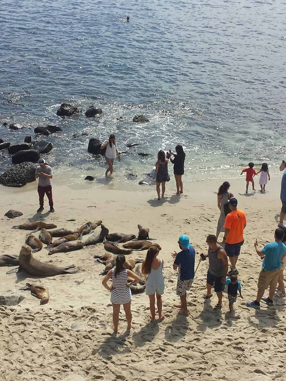 Seaside scene with people and sea lions, enjoying a beach day with family and friends, capturing memories at the ocean.