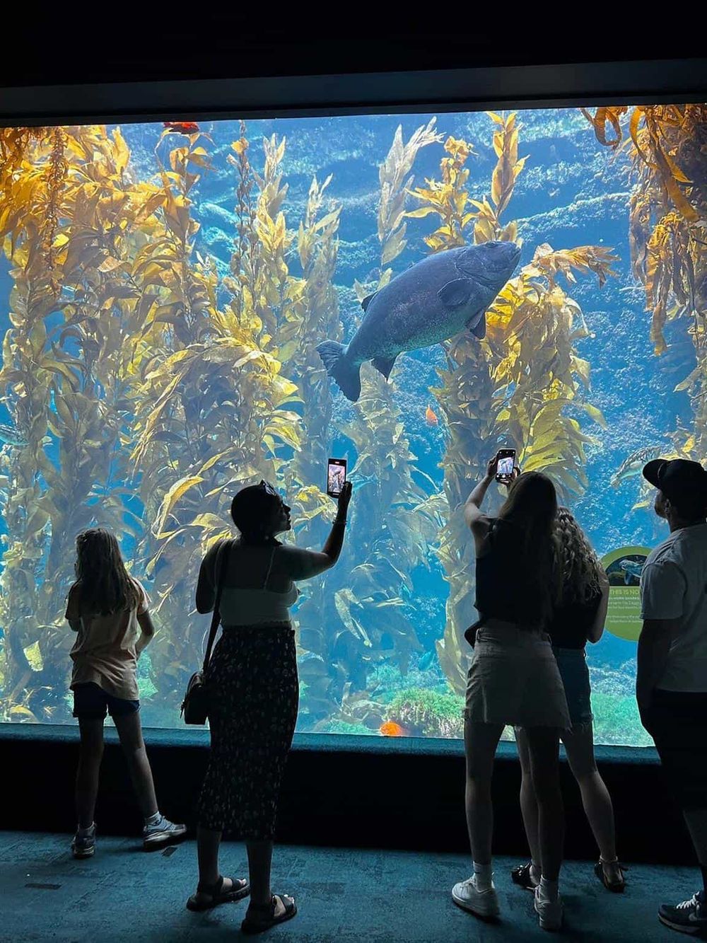 Colorful aquarium sea life viewing at QuestForDirections, featuring visitors capturing underwater scene.
