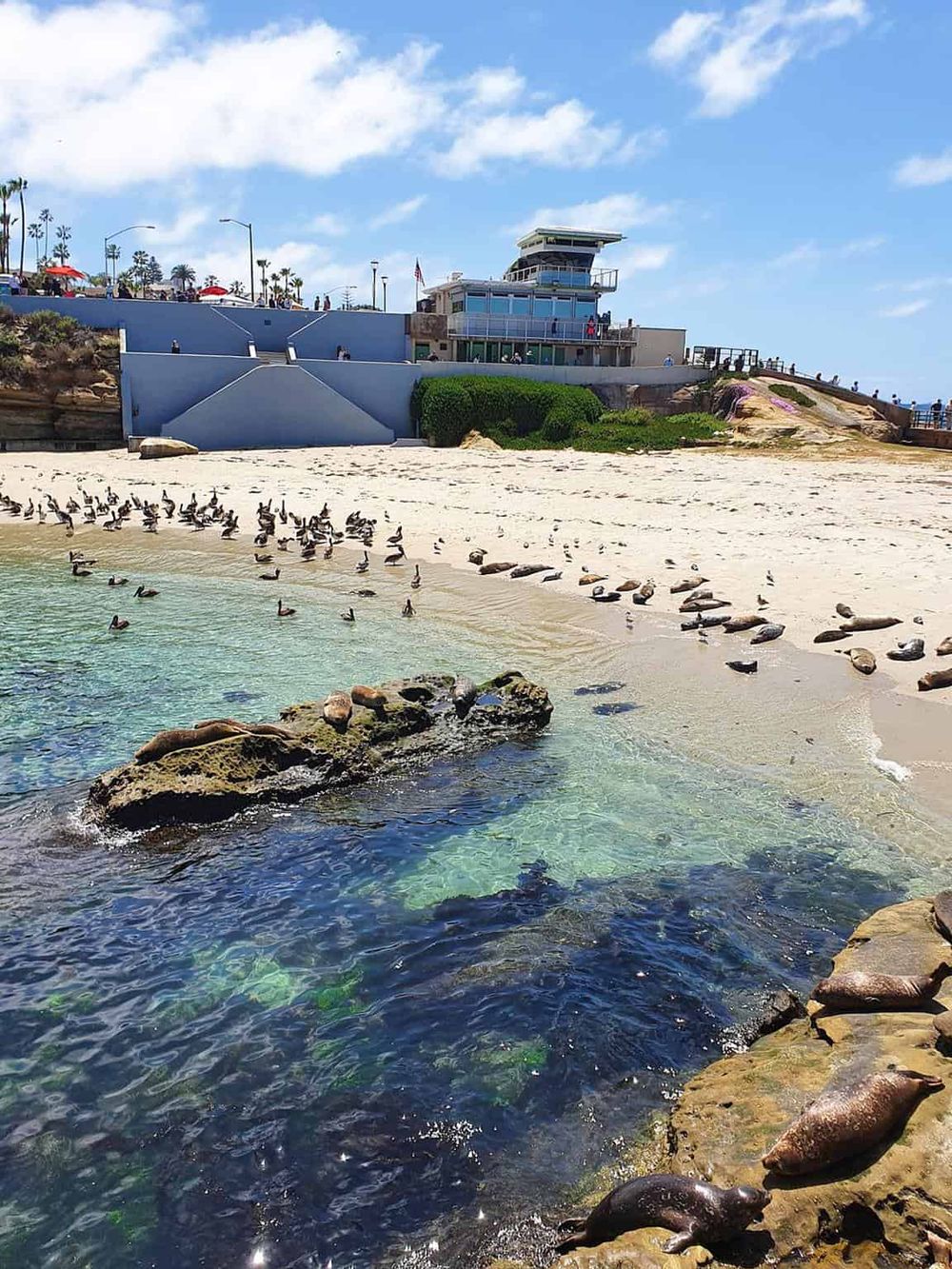 Seals on the beach at QuestForDirections Santa Monica Beach, California, scenic ocean view with lifeguard tower.