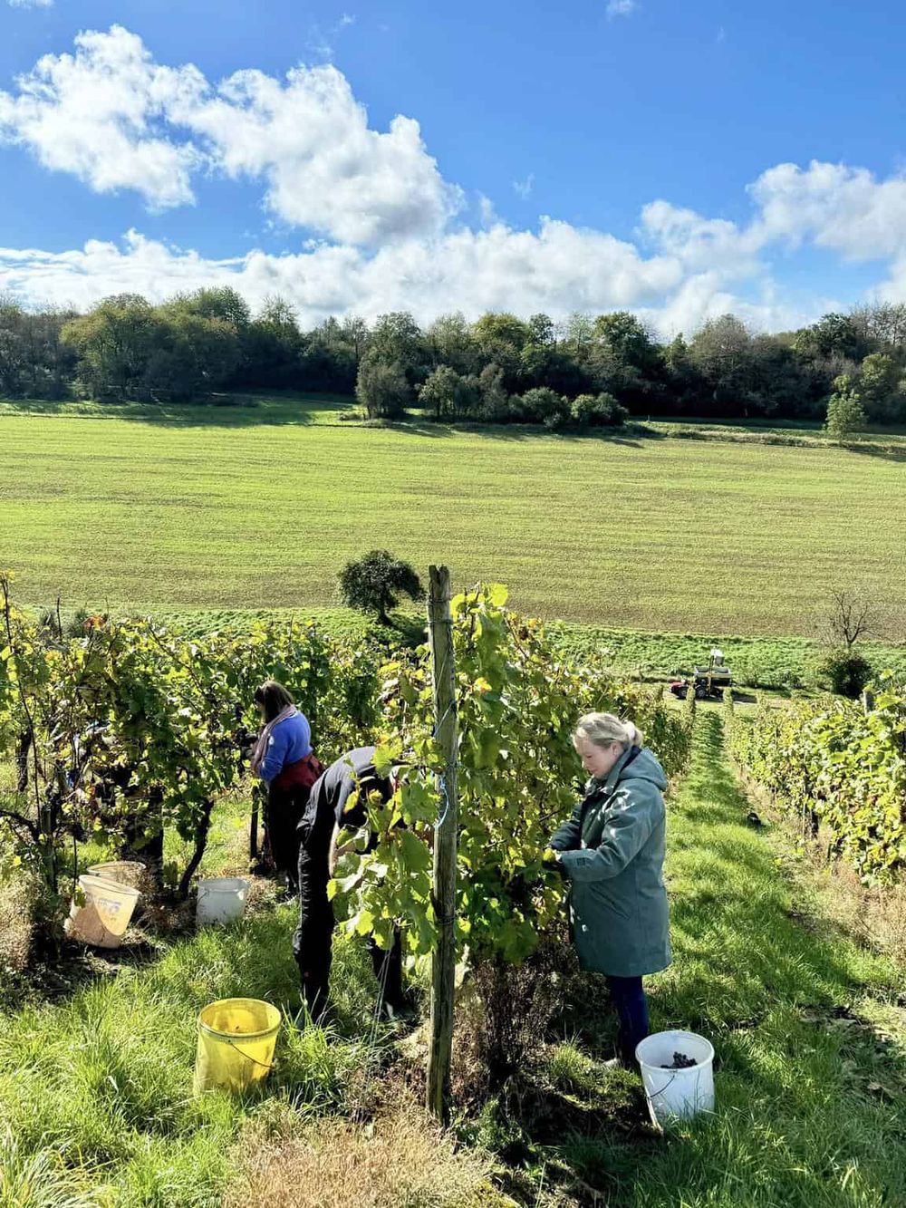 Vineyard workers harvesting grapes in lush vineyard on sunny day, sustainable wine production, scenic countryside.