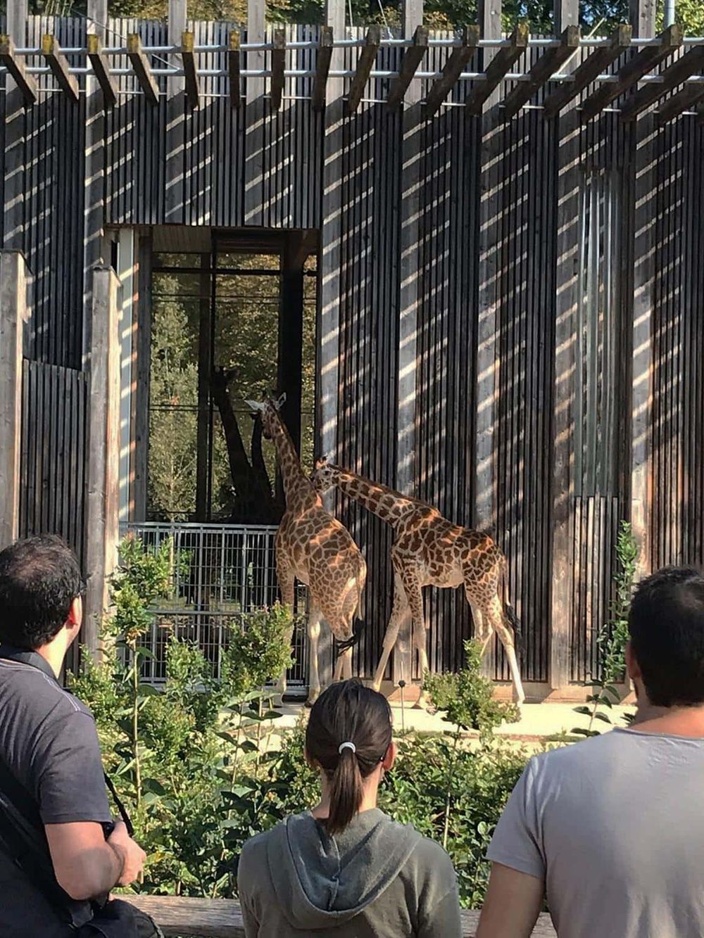 Giraffes at the zoo exhibit with visitors observing, lush greenery, and modern wooden enclosure for wildlife.