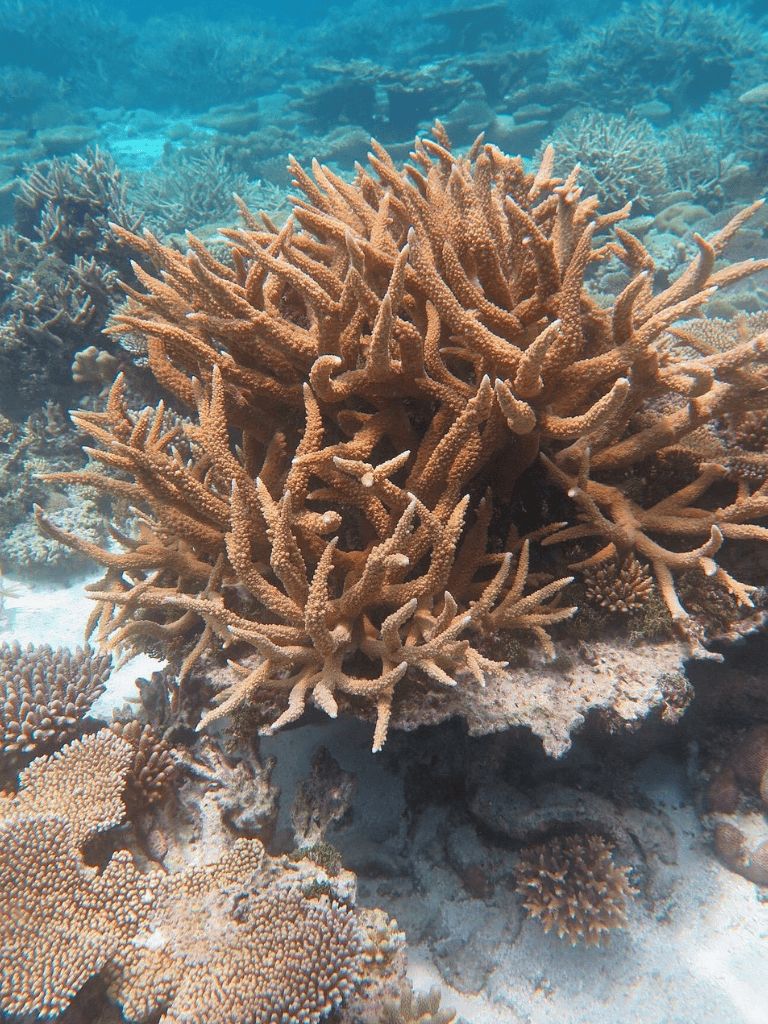 Colorful coral reef with diverse marine corals and vibrant underwater ecosystem.