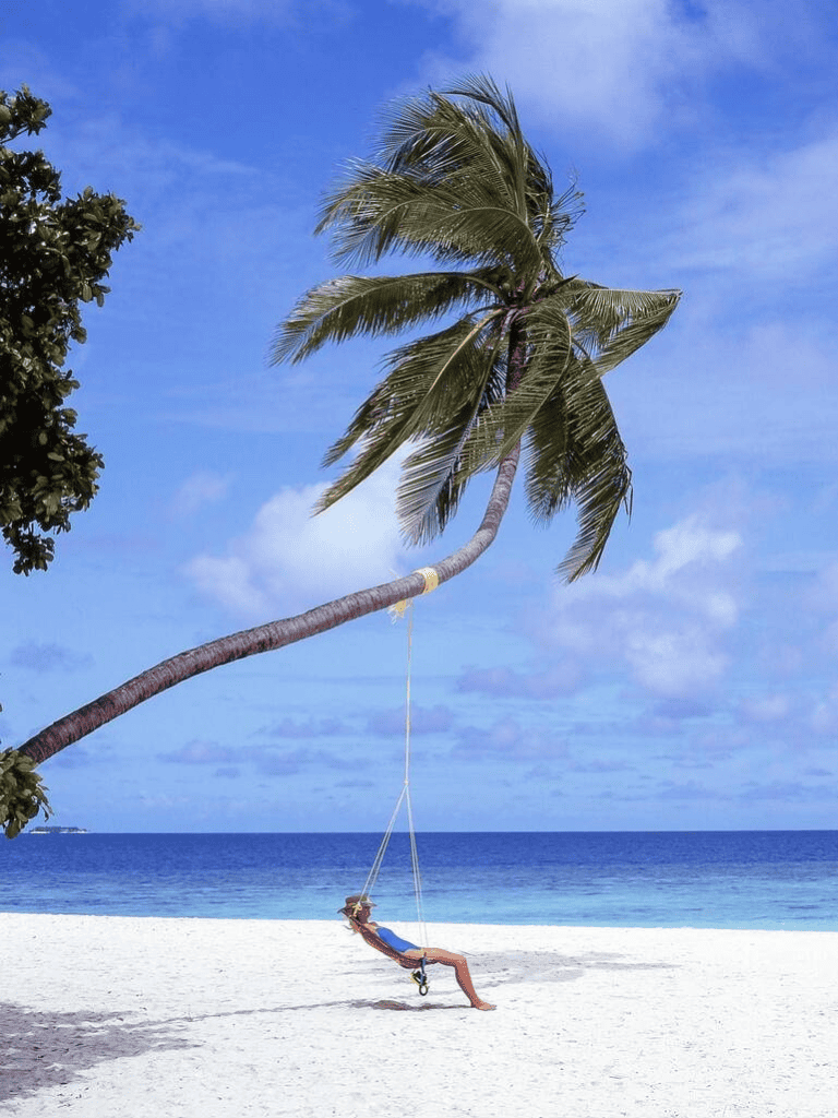 Relaxing beach scene with palm tree swing and ocean view.