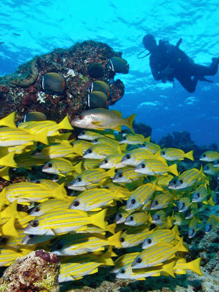 Colorful tropical fish and a scuba diver exploring coral reef underwater scene for snorkeling and scuba diving adventures.