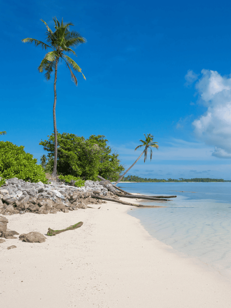 Tropical beach with palm trees, clear blue sky, and calm ocean waters.
