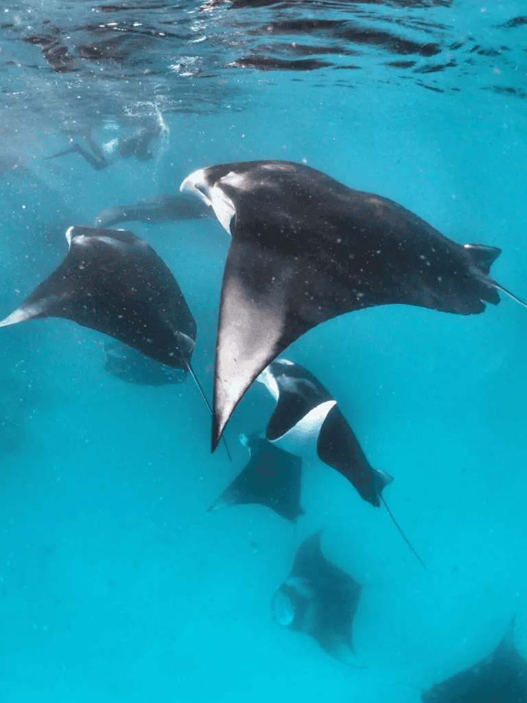 Dolphins swimming underwater, ocean marine life, aquatic animals, ocean exploration, marine biodiversity.