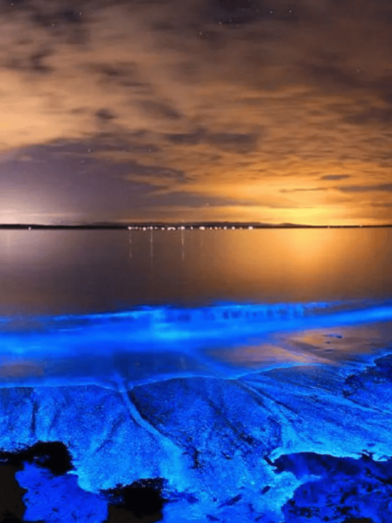 Luminous blue bioluminescent shoreline under starry night sky with clouds over calm water.