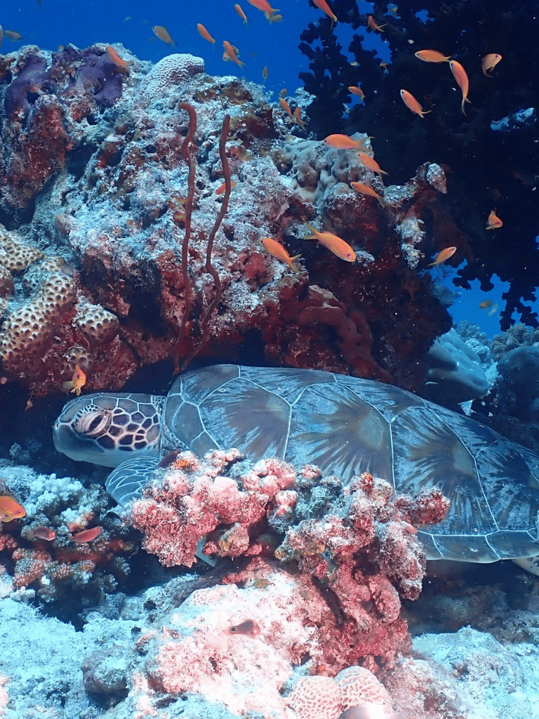 Colorful coral reef with sea turtle and vibrant fish in clear ocean water.