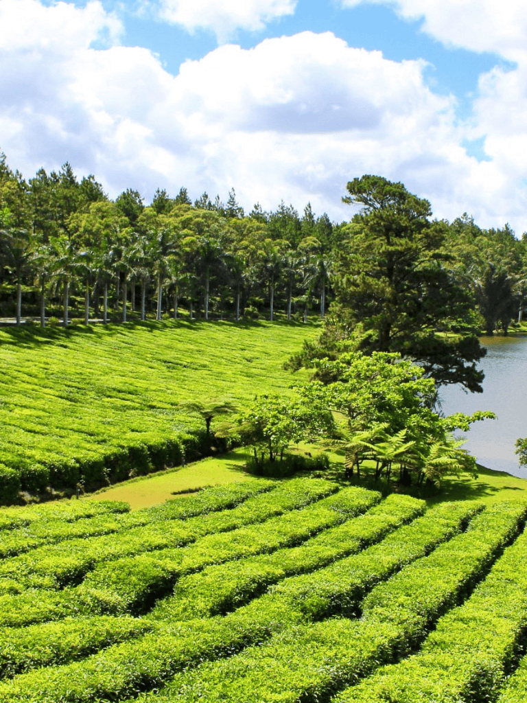 Lush green tea plantation overlooking a serene lake with trees beneath a partly cloudy sky.