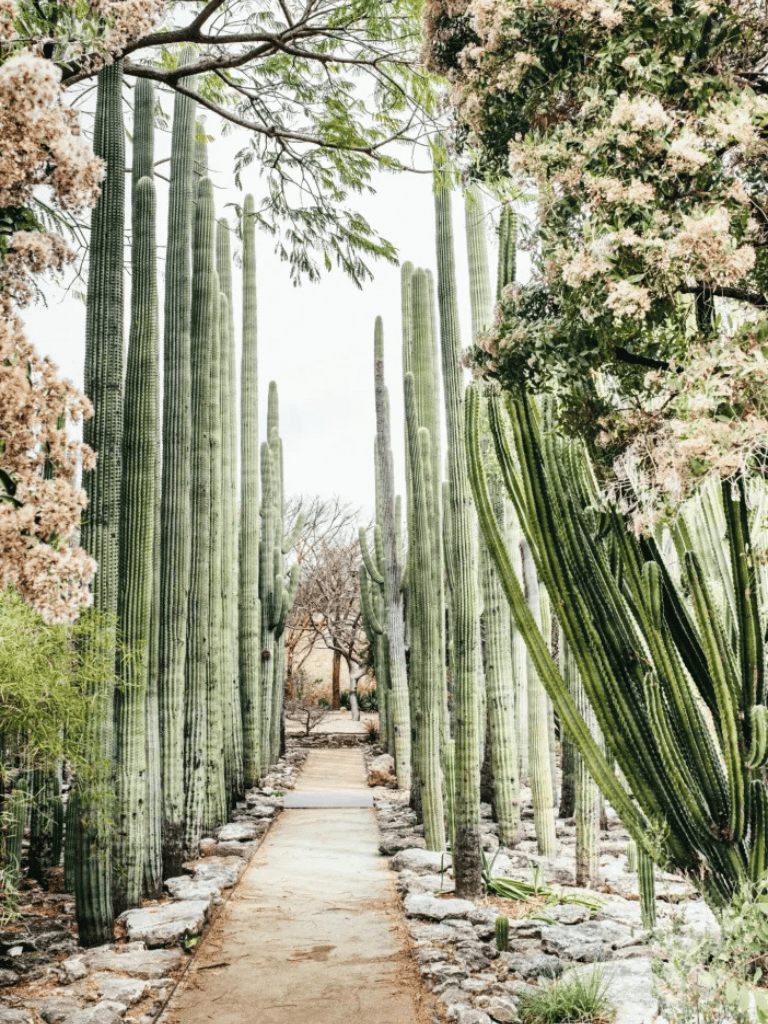 Tall desert cacti and pathway in botanical garden, lush greenery, outdoor nature scene, QuestForDirections.