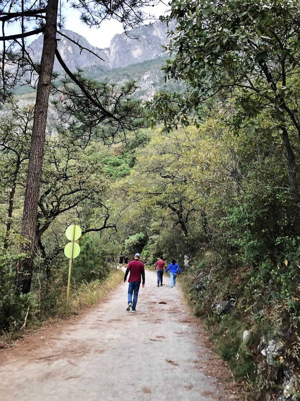 Serene mountain trail surrounded by trees, ideal for outdoor adventures and scenic exploration.