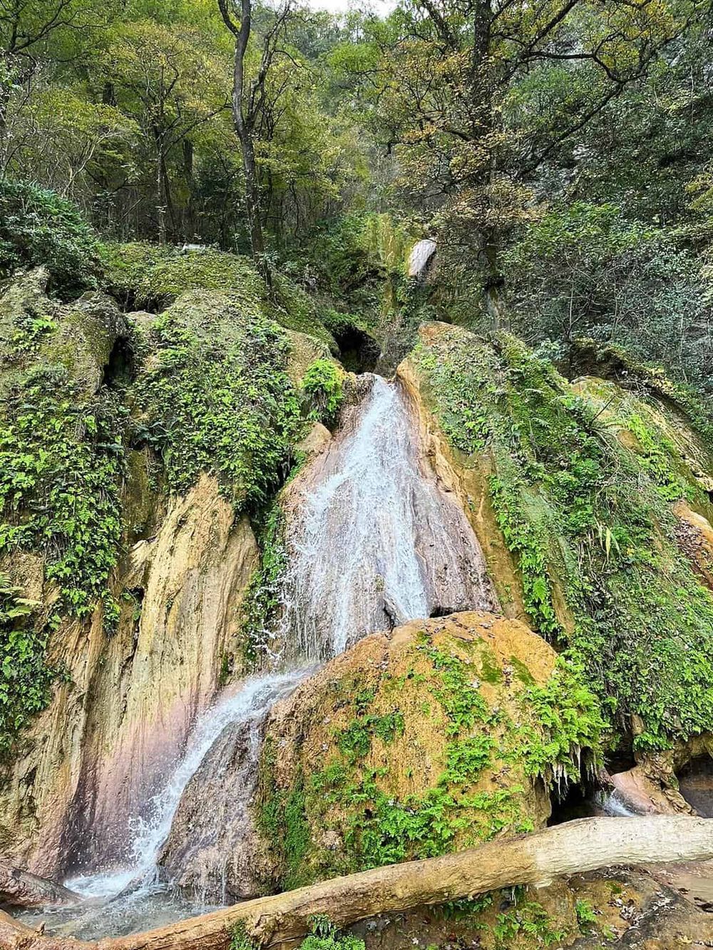 Serene waterfall in lush forest, natural scenic oasis, peaceful creek, moss-covered rocks, vibrant greenery, nature exploration, outdoor adventure.