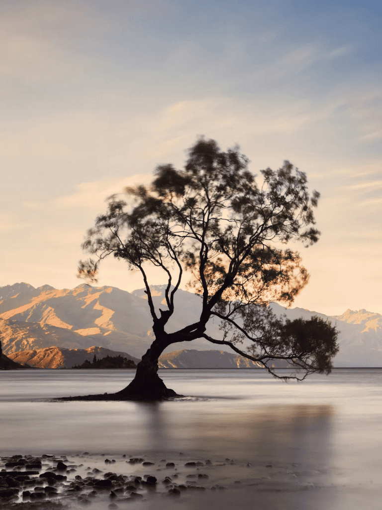 A lone tree in water with mountains in the background at sunset.