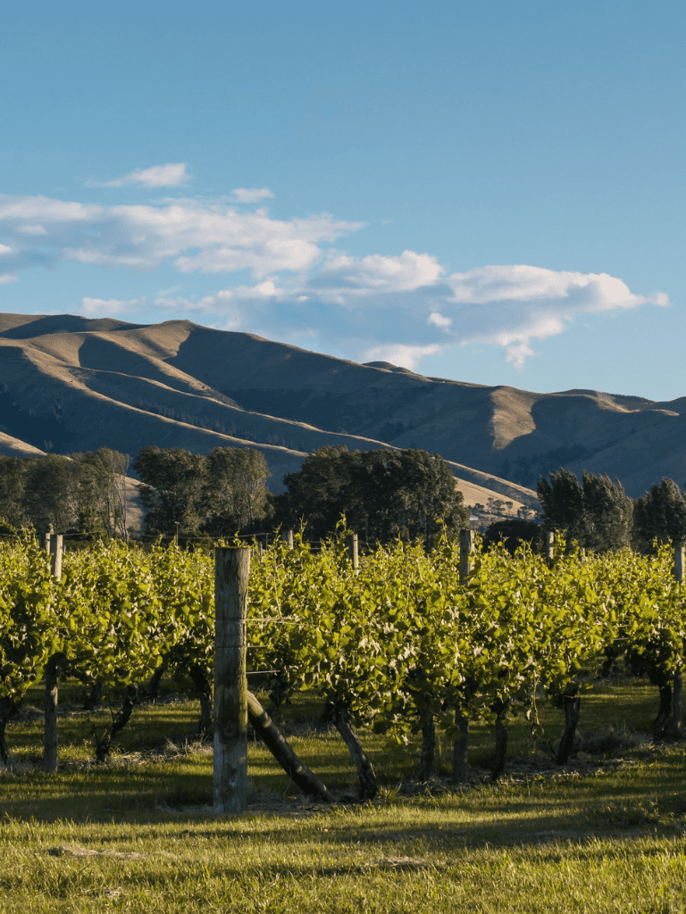 Vineyard landscape with rolling hills and blue sky, scenic vineyard tours and wine tasting experience.