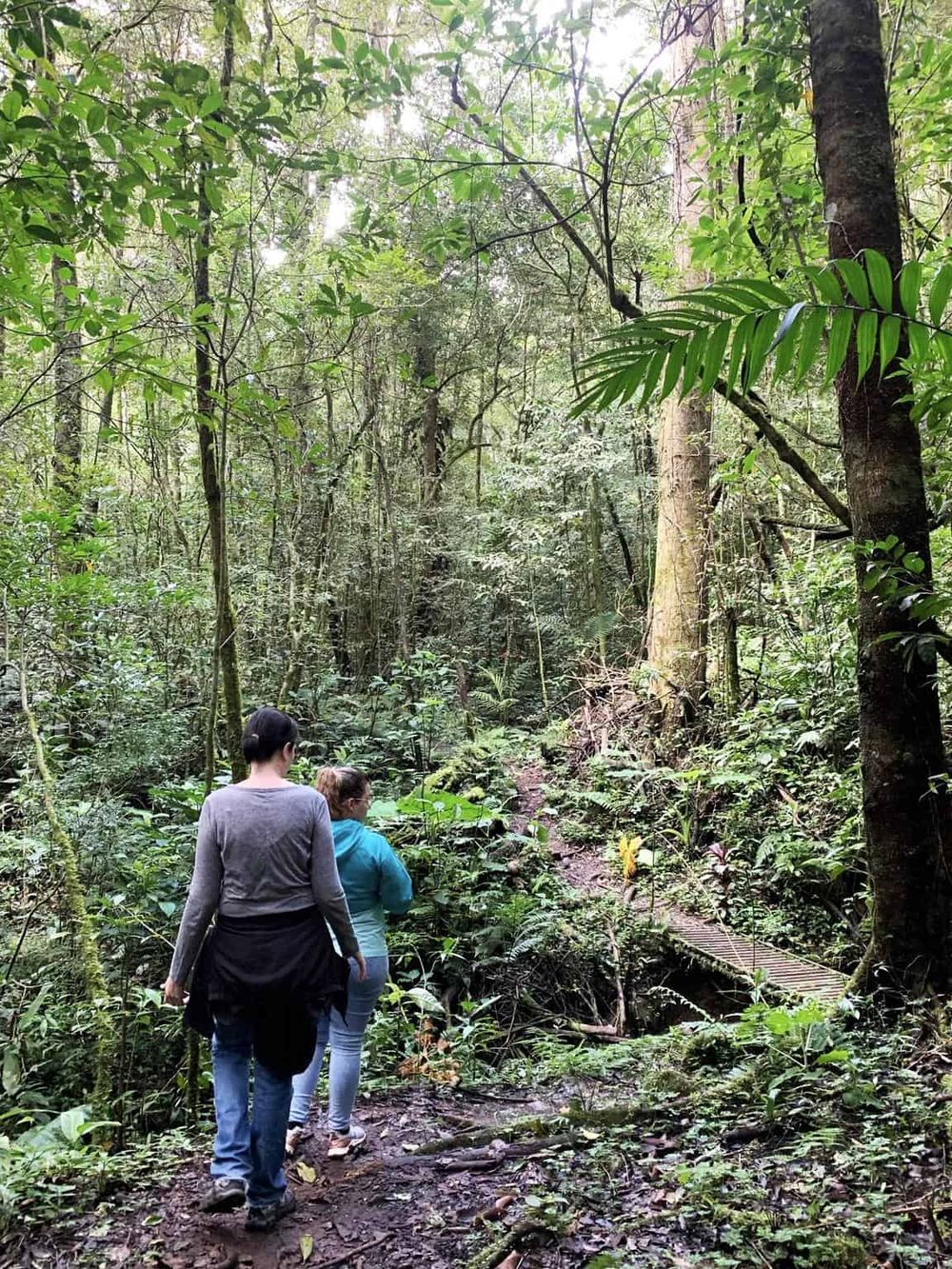Lush jungle trail with hikers exploring dense rainforest, vibrant green foliage, adventurous outdoor experience.