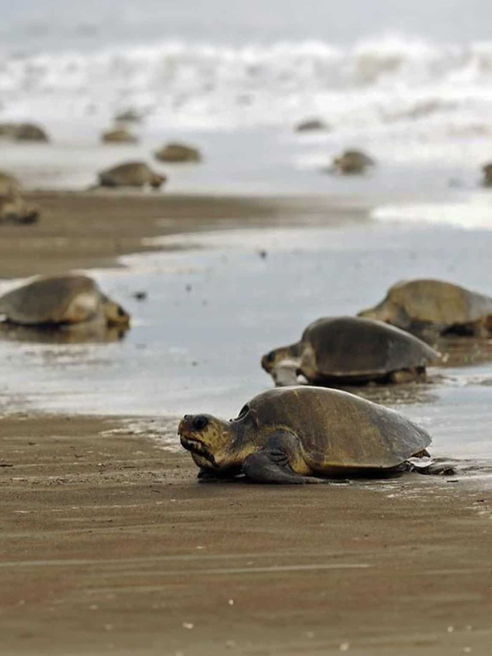 Baby sea turtles crawling on the sandy beach towards the ocean, guided by nature's call.
