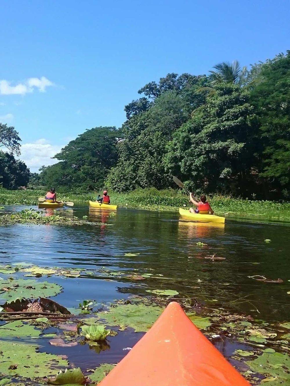 Serene kayaking on tropical river with lush greenery, clear blue sky, and a group of paddlers exploring nature.