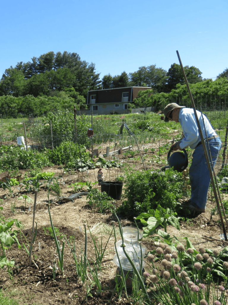 Lush vegetable garden with a gardener watering plants under bright sunlight.