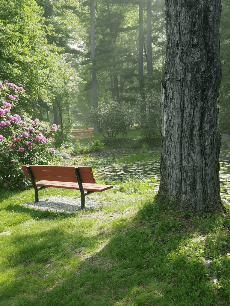 Serene park bench near pond surrounded by lush greenery and trees.