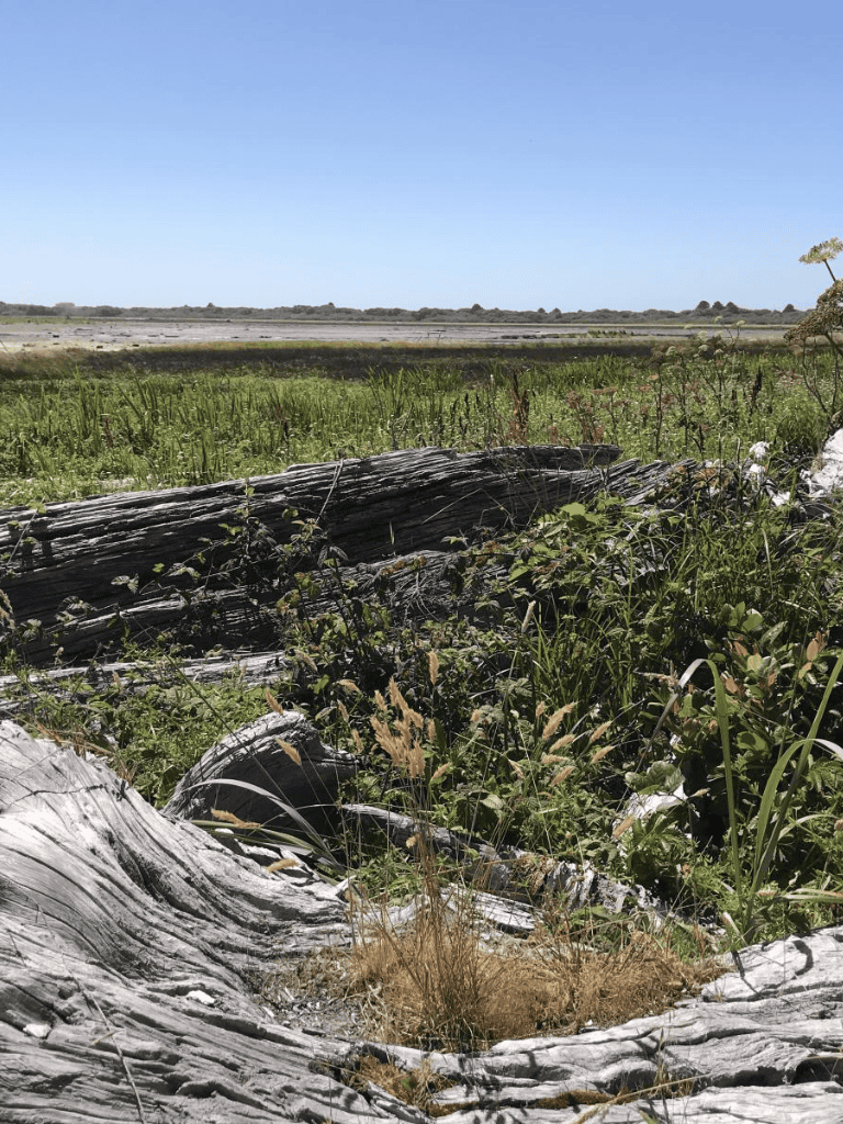 1. Weathered driftwood on lush marshland under clear blue sky, nature scenery.