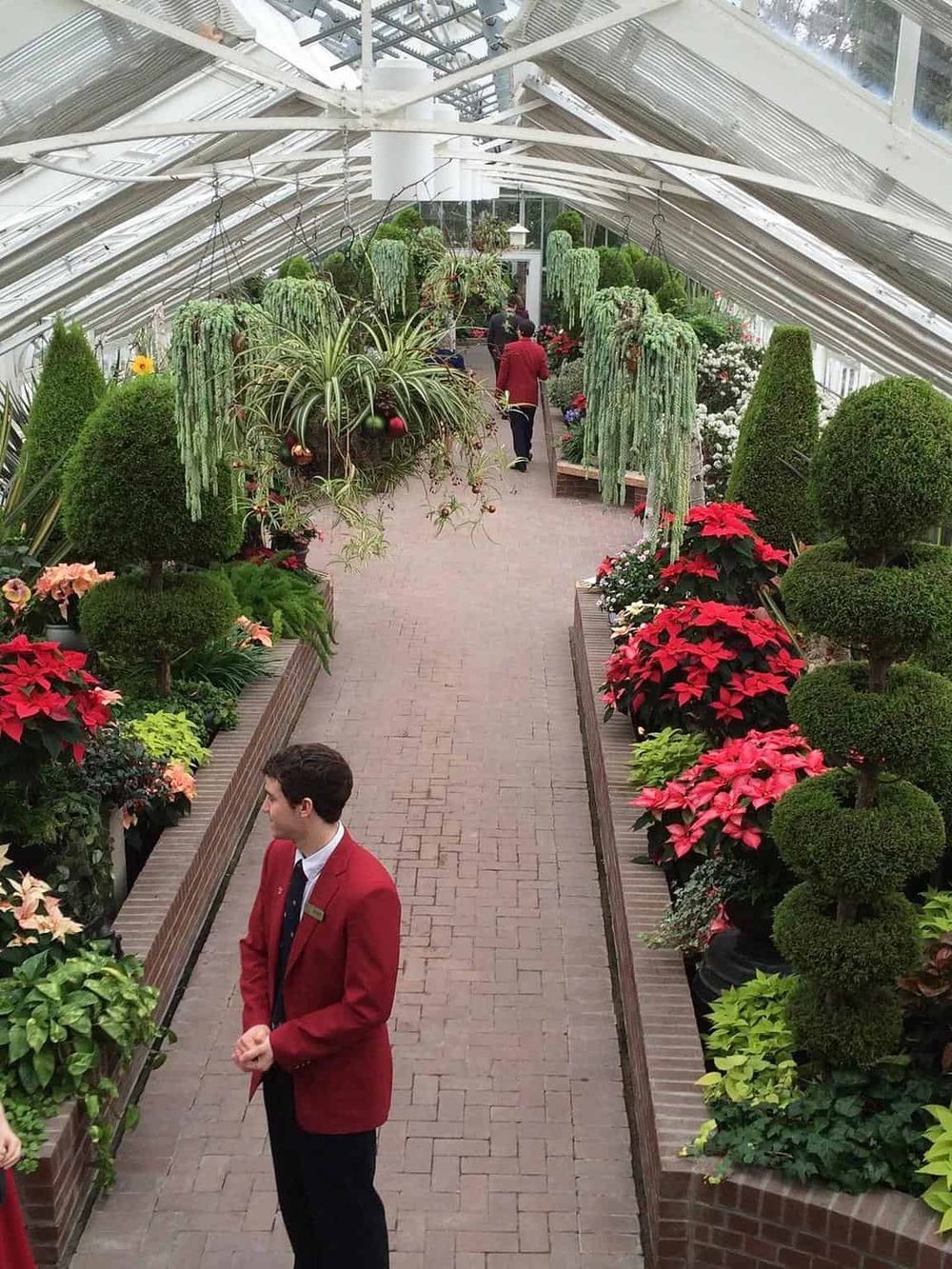 Lush greenhouse with colorful poinsettias and decorative plants, showcasing horticultural excellence at QuestForDirections.