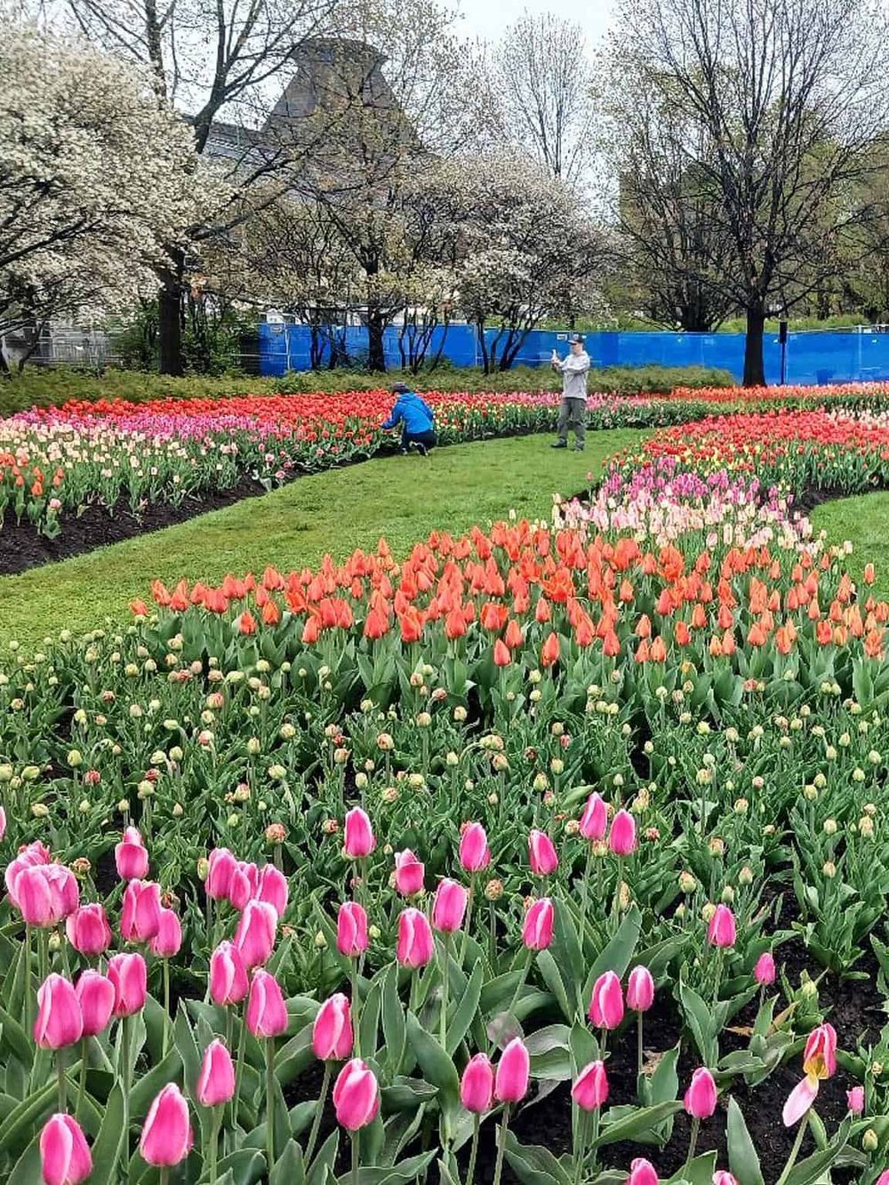 Colorful tulip garden in full bloom with people taking photos, surrounded by trees and vibrant spring scenery.