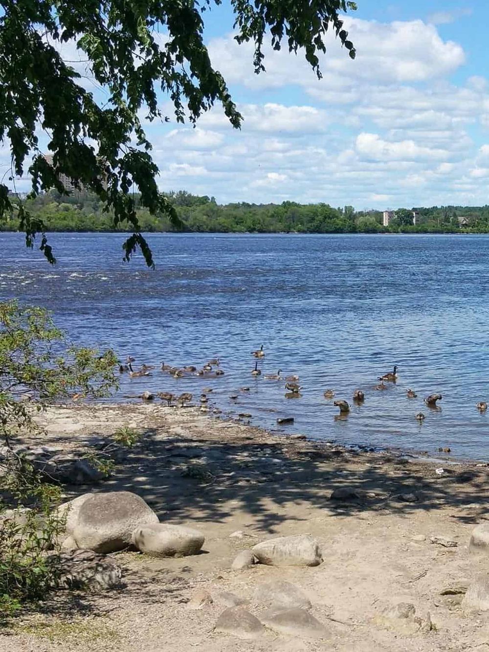 Serene lakeside scene with ducks, trees, and a clear sky, perfect for outdoor relaxation and nature exploration.
