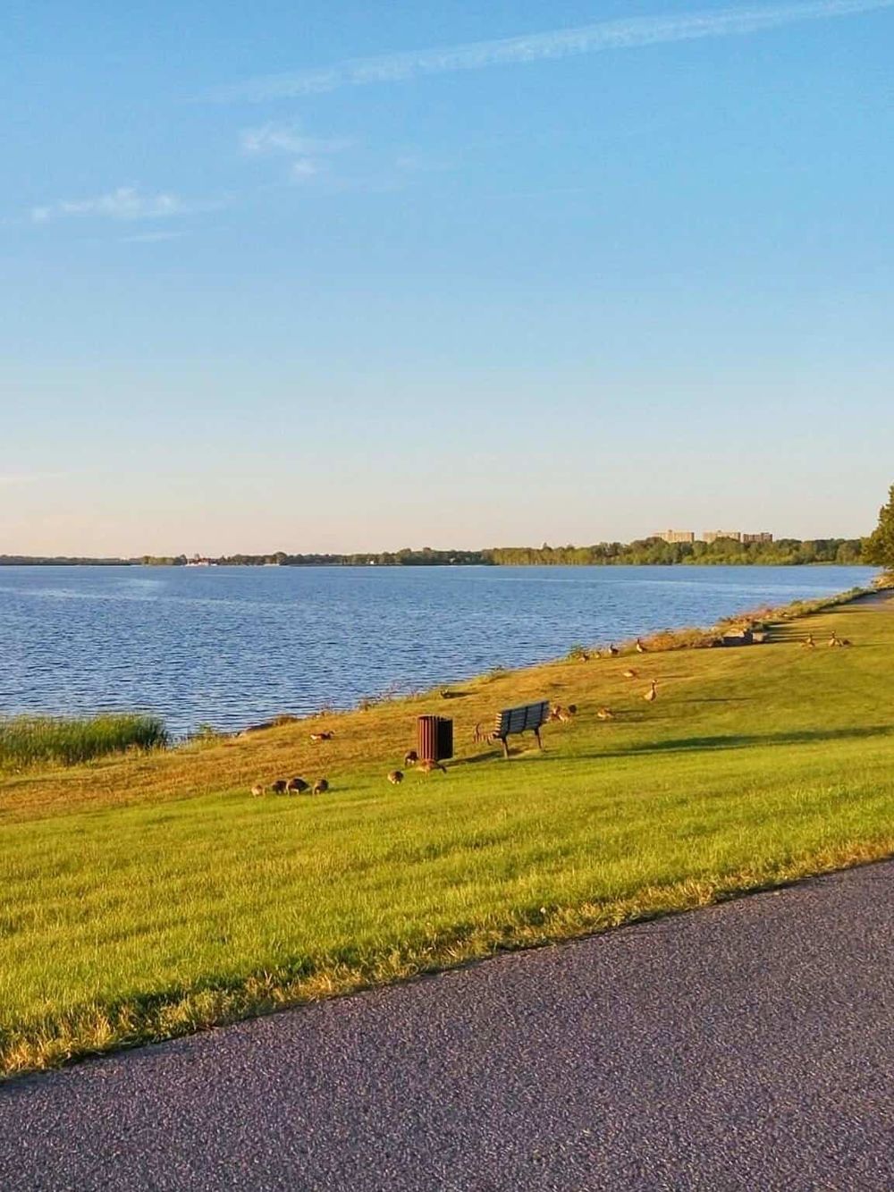 Scenic lakeside park view with benches, ducks, and a paved pathway, ideal for outdoor leisure and nature walks.