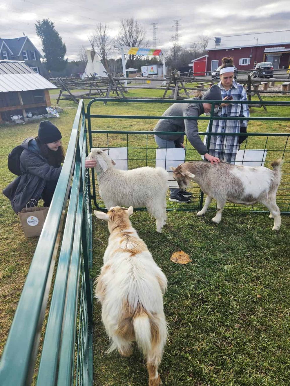 Petting farm animals at Quest for Directions outdoor activity. Family enjoying interaction with goats and sheep.