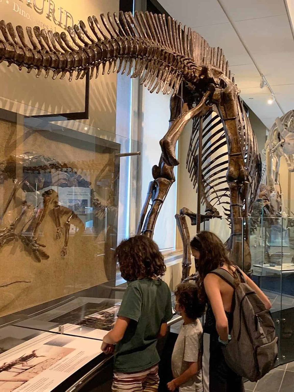 Fossilized dinosaur skeleton display at museum, visitors observing ancient prehistoric bones.
