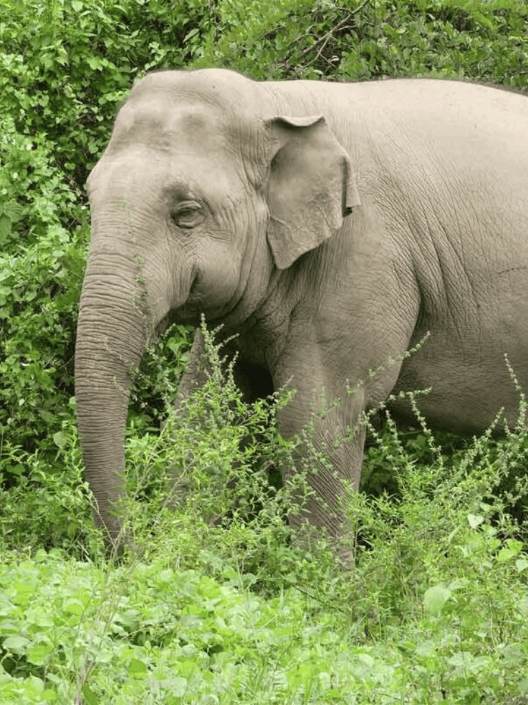 Majestic elephant in lush green jungle, wildlife conservation, nature photography, questfordirections.com.