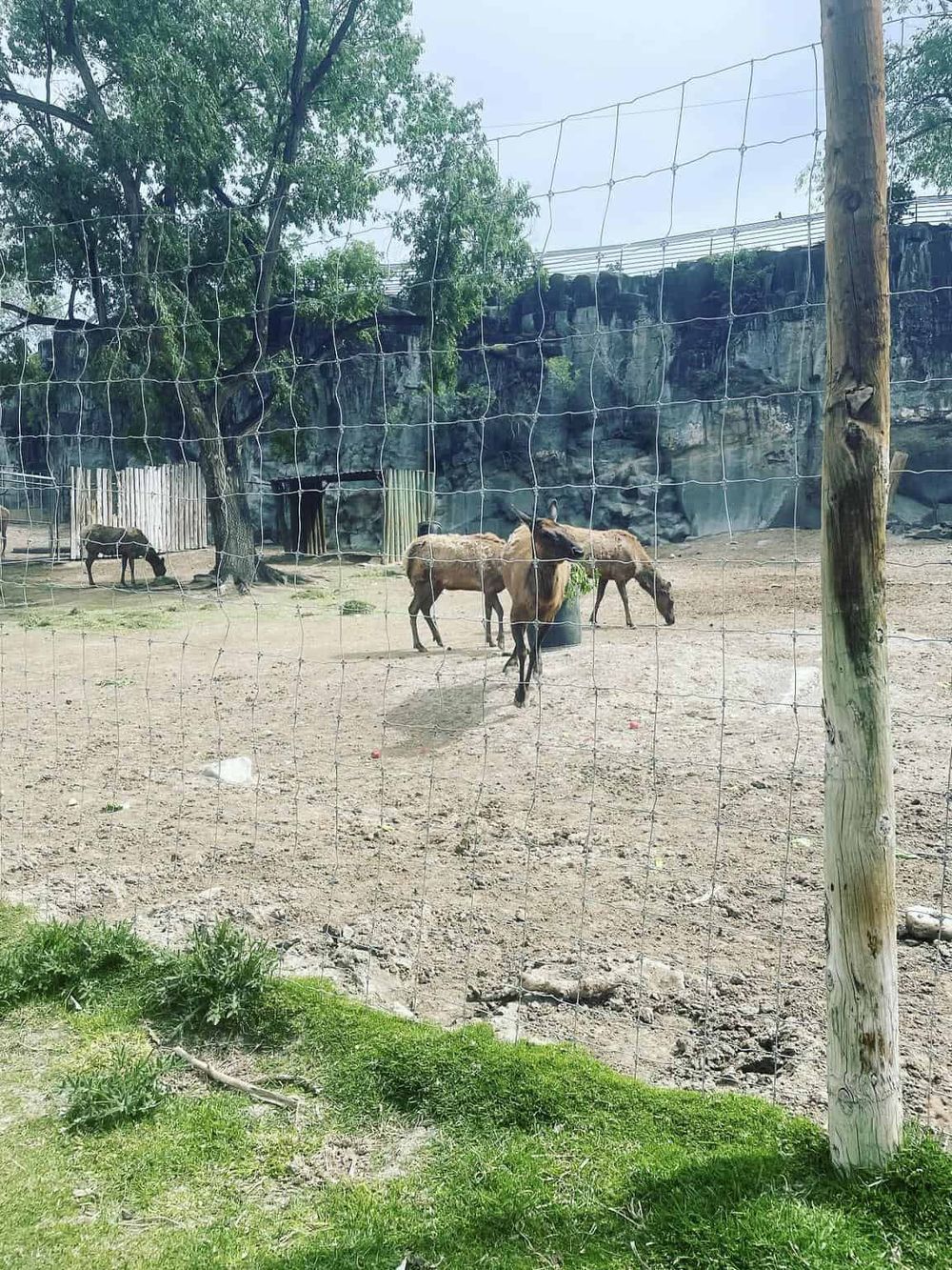 A zoo enclosure with various animals, including horses and a donkey, surrounded by fencing and natural scenery.