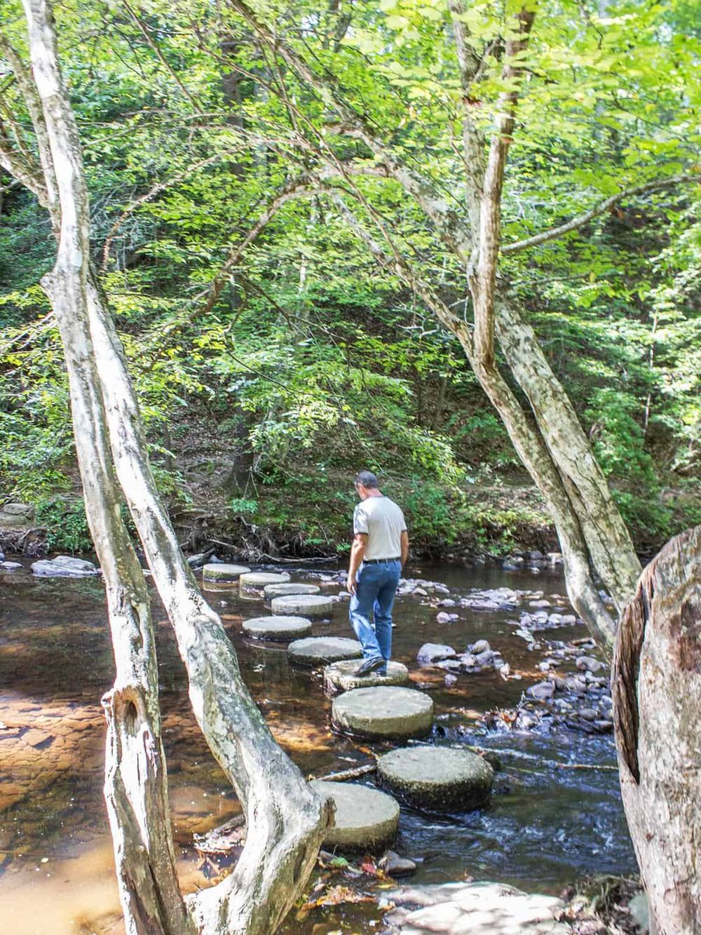 Stepping stones crossing a peaceful creek surrounded by lush green trees in a natural outdoor setting.