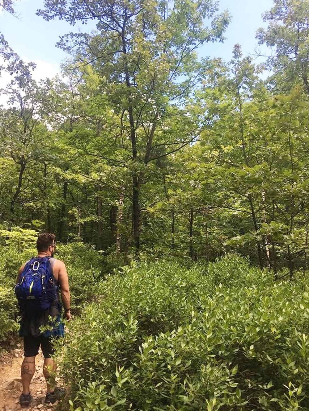 Serene forest hiking trail with a backpacker exploring nature, promoting outdoor adventure and safety.