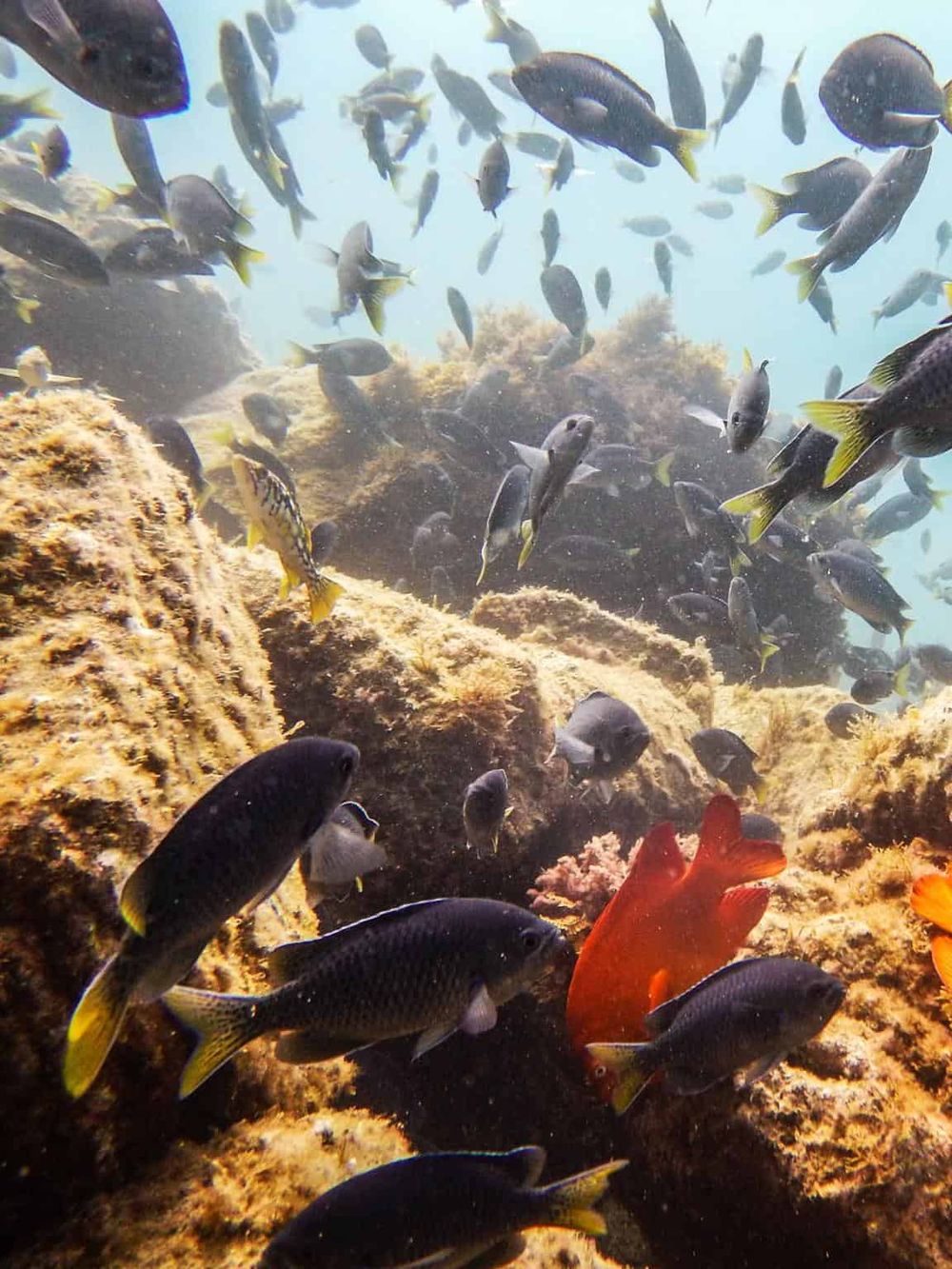 Colorful underwater coral reef with diverse fish species swimming gracefully.